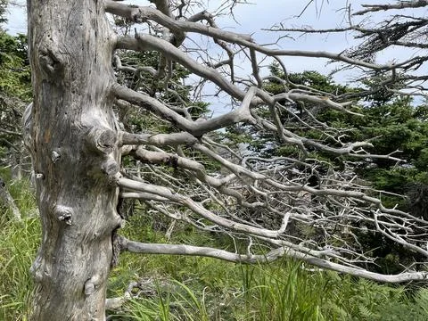 Creepy branches Stock Photos