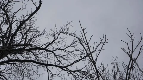 Creepy branches of tree Stock Footage 137764762