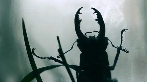 Creepy Bug In Jar Silhouette, Variable focus HD Stock Footage 37541775