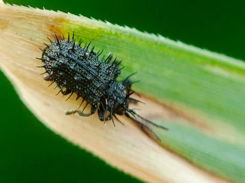 Creepy bug Stock Photos