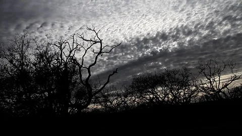 Creepy burned woods Stock Footage 94256175