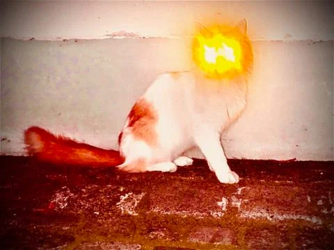 Creepy Cat Stock Photos