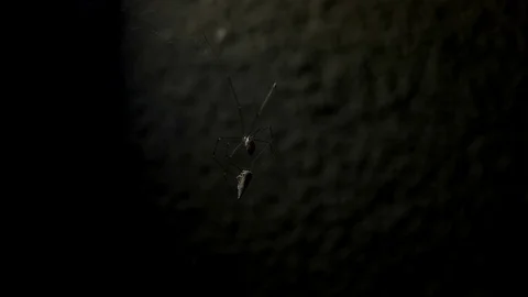 Creepy cellar spider webbing prey in cocoon at night close-up / slow motion Video stock 72420223