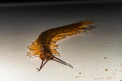 Creepy Centipede Insect Crawling Sharp Pincers Entomology Stock Photos