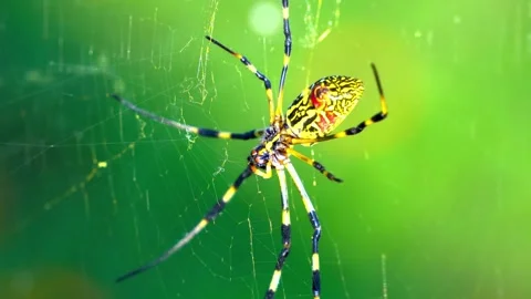 "Creepy Close-Up: Spider Weaving Web in High Definition" Stock Footage 288647648