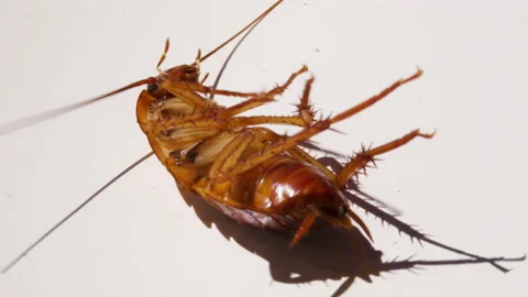 Creepy cocroach. dying cockroach close up. insecticide and pesticide concept Stock Footage 149154105