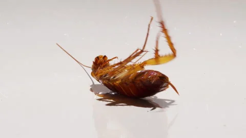 Creepy cocroach. dying cockroach close up. insecticide and pesticide concept Stock Footage 149304584