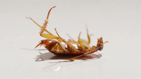 Creepy cocroach. dying cockroach close up. insecticide and pesticide concept Stock Footage 149869415