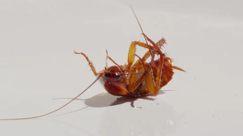Creepy cocroach. dying cockroach close up. insecticide and pesticide concept Stock Footage 150092578