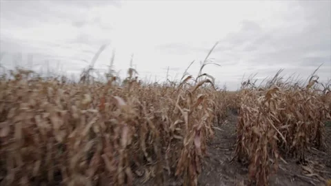 Creepy corn maze POV Stock Footage 167129293