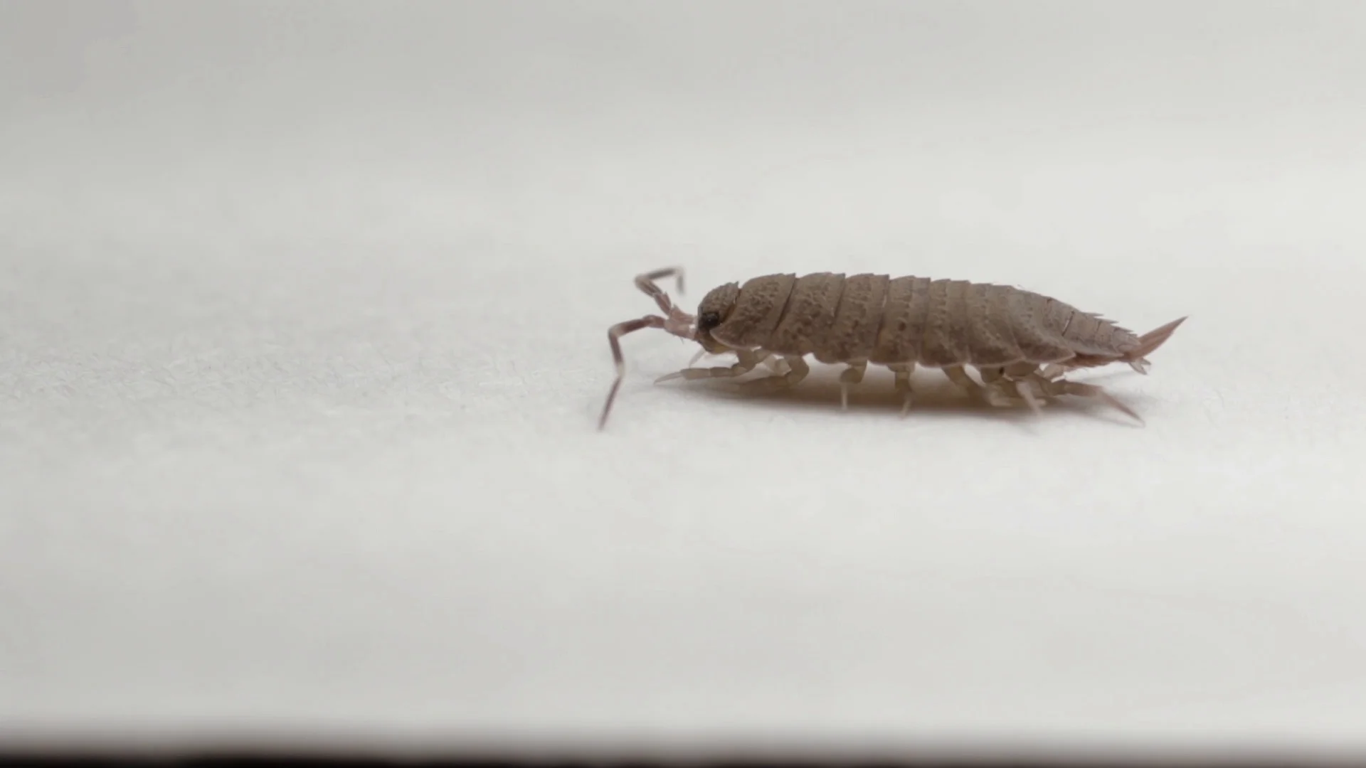 Creepy Crawlers Bugs -  Canada