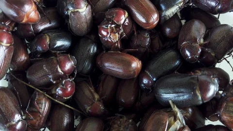 Creepy crawling mass of brown beetles, top down view live insects Stock-Footage 118886152
