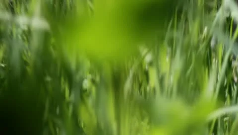 Creepy creature moving through grass Video stock 11226749