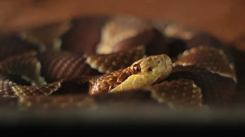 Creepy Dangerous Snake Stock Footage 45234481
