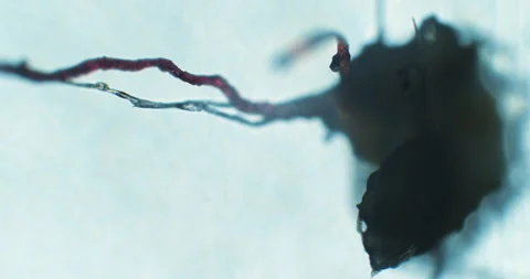 Creepy dark veins under a microscope. Thriller alive tubes under a microscope Stockbeeldmateriaal 198732224