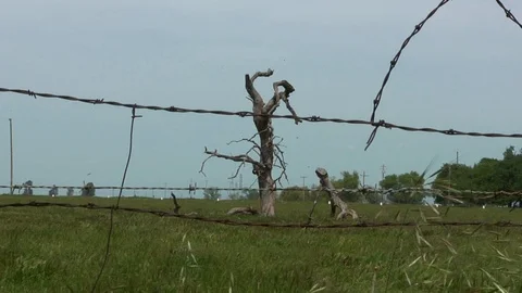 Creepy Dead Tree Behind Barbed Wire Fence Stock Footage 90768180
