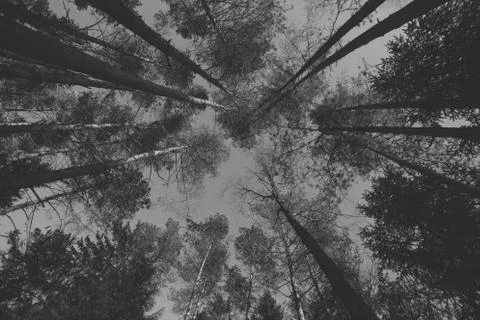 Creepy depressive black and white trees photo. Mysterious background for Hall Stock Photos