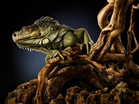 Creepy dragon. Stock Photos