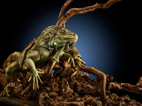 Creepy dragon. Stock Photos