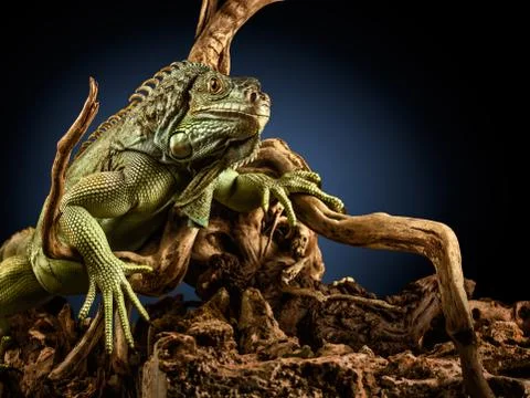 Creepy dragon. Stock Photos