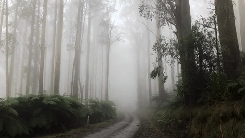 Creepy eery misty forest covered in fog 4k Stock Footage 103487839