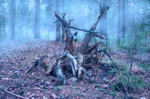 Creepy Fallen Pine Tree Twisted Roots in the Mysterious Forest on a Foggy Ear Stock Photos