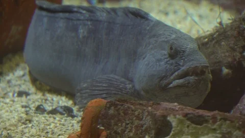 Creepy fish Stock Footage 99499095