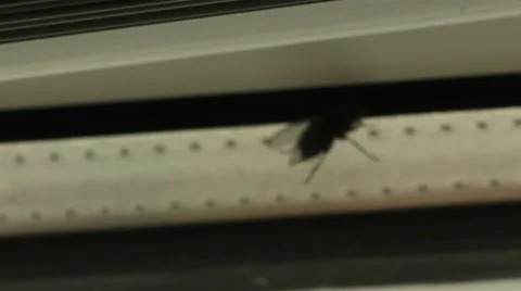 Creepy Fly Walking Stock-Footage 43807798