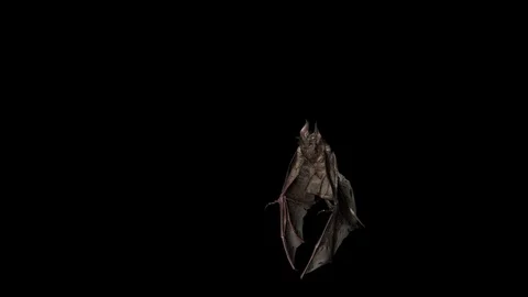 Creepy Flying Bat Video stock 116985893