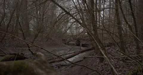 Creepy forest with a bridge in the background Stock Footage 146222602