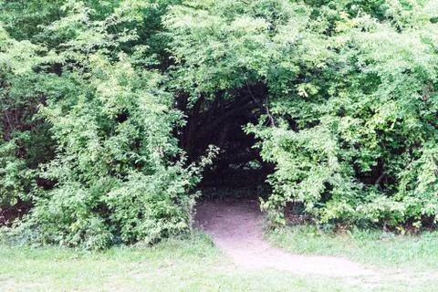 Creepy forest entry at daytime with path way Stock Photos