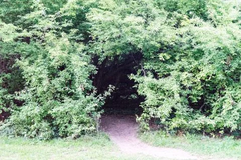 Creepy forest entry at daytime with path way Stock Photos