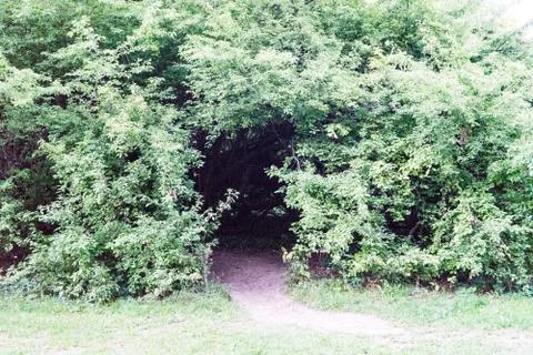 Creepy forest entry at daytime with path way Stock Photos