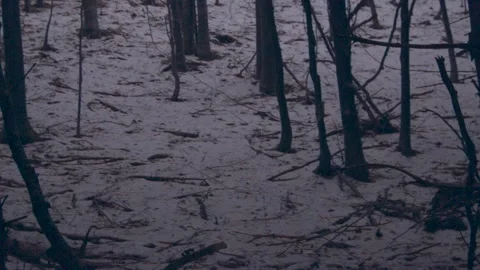 Creepy forest 스톡 동영상 137642994
