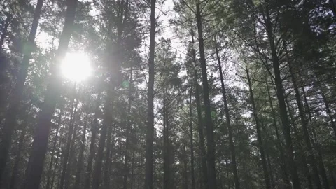 Creepy Forest Stock Footage 169763007