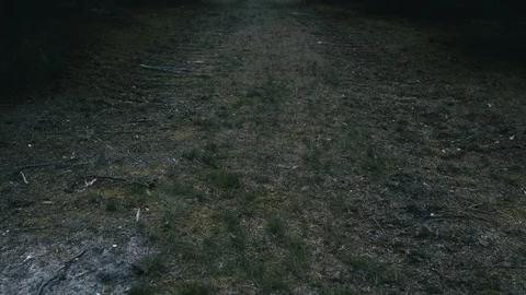 Creepy forest pathway Stock Footage 107941635