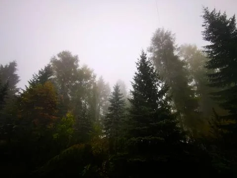 Creepy Forest Stock Photos