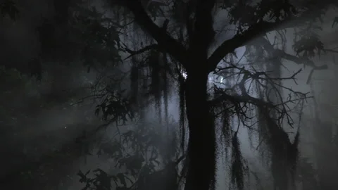 Creepy Forest Scene Vídeo Stock 160637179