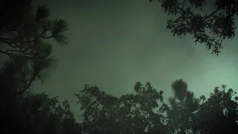 Creepy Forest Scene Stock Footage 160685278