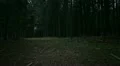 creepy forest steadicam HD-videomateriaal