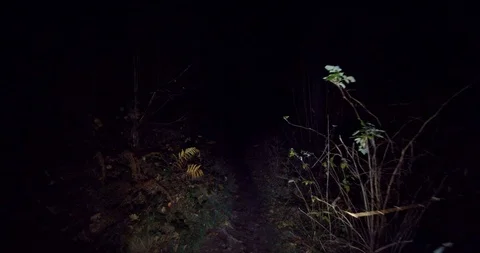 CREEPY FOREST walking at night. 動画素材 100878666