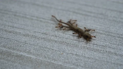 Creepy, Gross Macro Close-up of Ant Colony Devouring Dead Gecko Lizard Stock Footage 233065254