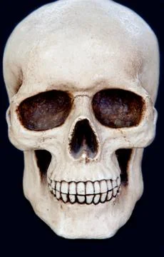 Creepy human skull Stock Photos
