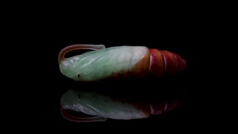 Creepy insect close up bugs. Scary gross... | Stock Video | Pond5