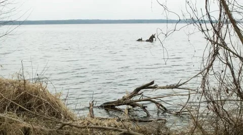 Creepy lake - unaltered Stock Footage 63163307