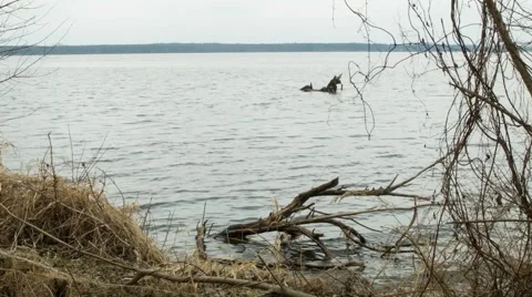 Creepy lake - unaltered Stock Footage 63164032