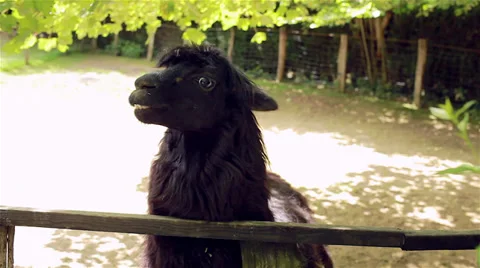 Creepy Lama Stock Footage 38032201