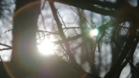Creepy leafless tree lens flare slow motion sun silhouette Stockbeeldmateriaal 104806603