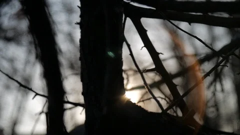 Creepy leafless tree lens flare slow motion reveal sun silhouette 動画素材 104806641