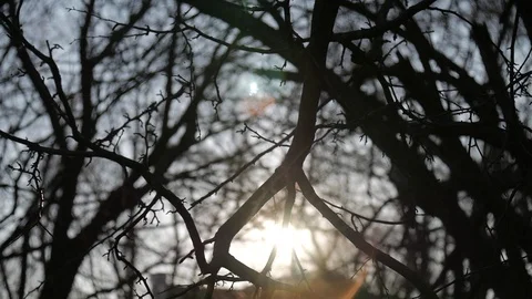 Creepy leafless tree slow motion sun silhouette Stock Footage 104806176